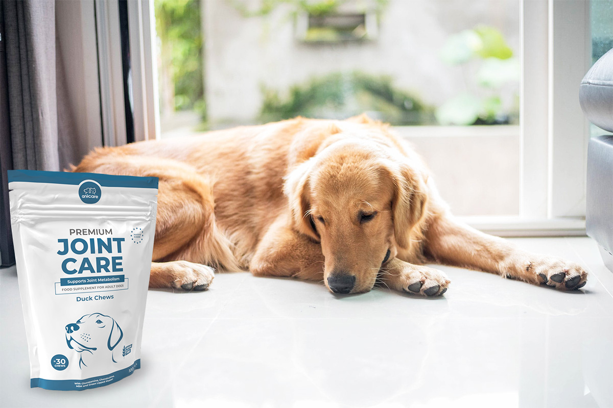 Golden Retriever sdraiato su piastrelle bianche. Accanto una confezione di Premium Joint Care di Anicare.