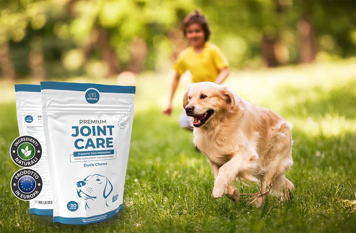 Golden Retriever che corre attraverso un prato con un bambino. Accanto, due confezioni di Premium Joint Care di Anicare.