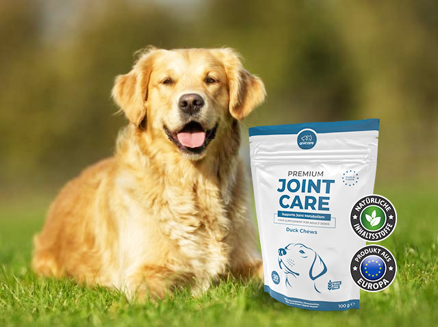 Golden Retriever liegt auf grüner Wiese. Daneben eine Packung Premium Joint Care von Anicare