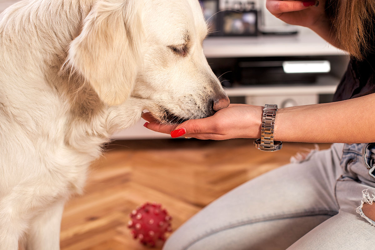 Hund frisst Chew